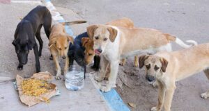 The Netherlands: The First Country With No Stray Dogs The Netherlands The First Country With No Stray Dogs