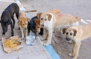 The Netherlands: The First Country With No Stray Dogs The Netherlands The First Country With No Stray Dogs