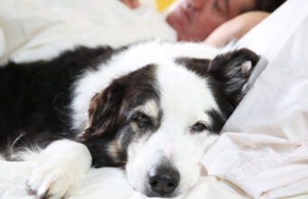 Why Do Dogs Sleep With Their Bum Facing You: What Does Science Say? Why Do Dogs Sleep With Their Bum Facing You