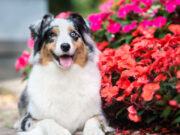 Are Begonias Safe for Dogs? 3 Toxins With Shocking Health Risks are begonias safe for dogs