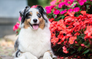 Are Begonias Safe for Dogs? 3 Toxins With Shocking Health Risks are begonias safe for dogs