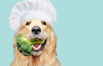 Can Dogs Eat Broccoli? 6 Health Benefits for Your Fido can dogs eat broccoli