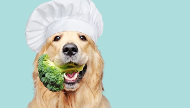 los perros pueden comer brocoli