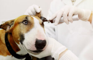 Deaf Dog Hearing Aids: 7 Tips to Help Your Deaf Dog deaf dog hearing aids featured image