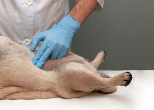 Home Remedies for Paraphimosis in Dogs: 7 Simple Steps