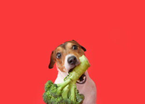 Can Dogs Eat Broccoli? 6 Health Benefits for Your Fido – Top Dog Tips