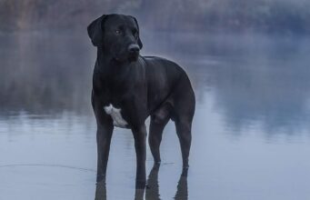 Labradane Dog Breed Profile (Great Dane & Lab Mix) labradane dog breed profile