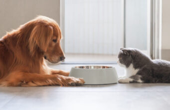 My Dog Ate Cat Food: Why Is It Harmful? my dog ate cat food