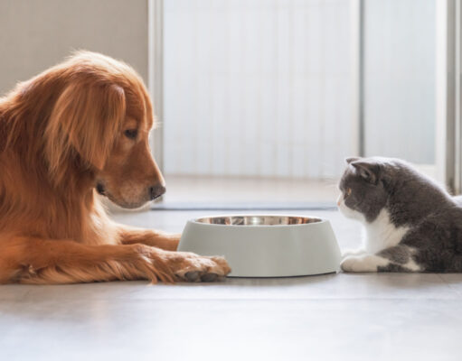 My Dog Ate Cat Food: Why Is It Harmful? my dog ate cat food