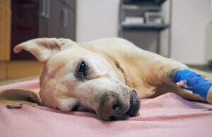 Understanding Myeloma (Bone Marrow Cancer) In Dogs Signs and Symptoms of Cancer in Dogs