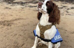 Dog Changed an Army Veteran’s Life Who Has 3 Years to Live the dog who changed an army veteran's life