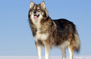 Utonagan Dog Breed Profile (Alaskan Malamute, Siberian Husky, and German Shepherd Mix) utonagan dog breed profile
