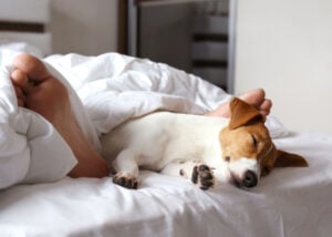 Why Do Dogs Sleep With Their Bum Facing You? – Top Dog Tips