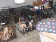 30 Dogs Found Dead at Ohio Animal Rescue 30 Dogs Found Dead at Ohio Animal Rescue Image by Butler County Sheriffs Office