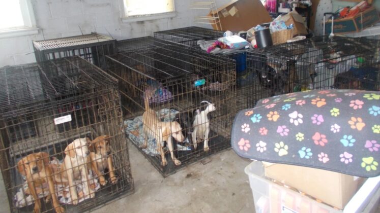 30 Dogs Found Dead at Ohio Animal Rescue – Top Dog Tips