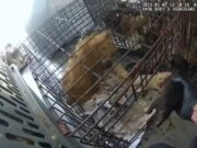 Nearly 40 Dogs Rescued From Extreme Heat Inside U-Haul Truck 40 dogs rescued from hot uhaul truck Image By: Oklahoma City Police Department