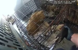 Nearly 40 Dogs Rescued From Extreme Heat Inside U-Haul Truck 40 dogs rescued from hot uhaul truck Image By: Oklahoma City Police Department