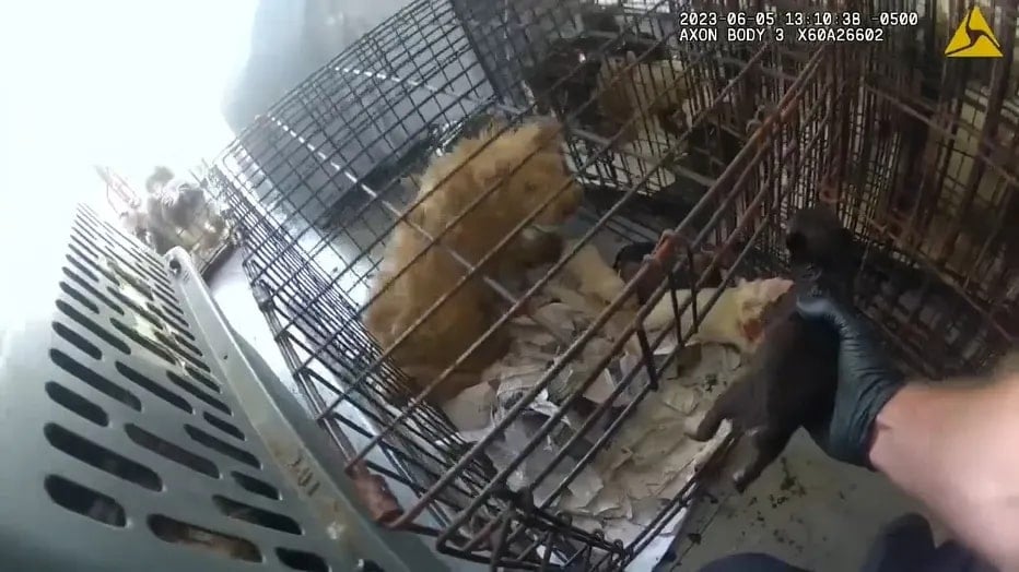 Nearly 40 Dogs Rescued From Extreme Heat Inside U-Haul Truck – Top Dog Tips