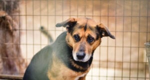 How to Train a Rescue Dog: 7 Actionable Steps How to Train a Rescue Dog Featured Image