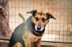 How to Train a Rescue Dog: 7 Actionable Steps How to Train a Rescue Dog Featured Image