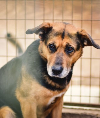 How to Train a Rescue Dog: 7 Actionable Steps How to Train a Rescue Dog Featured Image