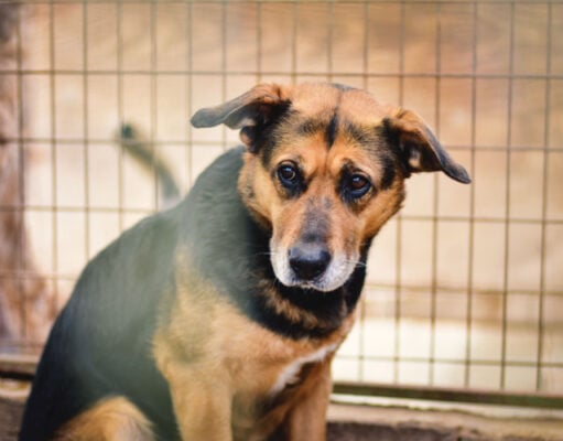 How to Train a Rescue Dog: 7 Actionable Steps How to Train a Rescue Dog Featured Image