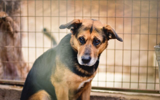 How to Train a Rescue Dog Featured Image