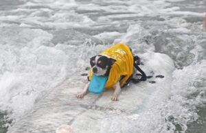 18th Annual Surf Dog Surf-A-Thon Competition Result 50 Surfurs compete in the 18th Surf Dog Surf-A-Thon featured image