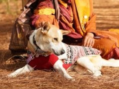 Meet Aloka the Peace Dog! Aloka the Peace Dog