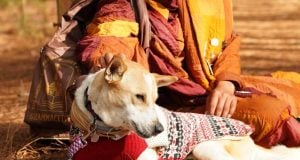 Meet Aloka the Peace Dog! Aloka the Peace Dog