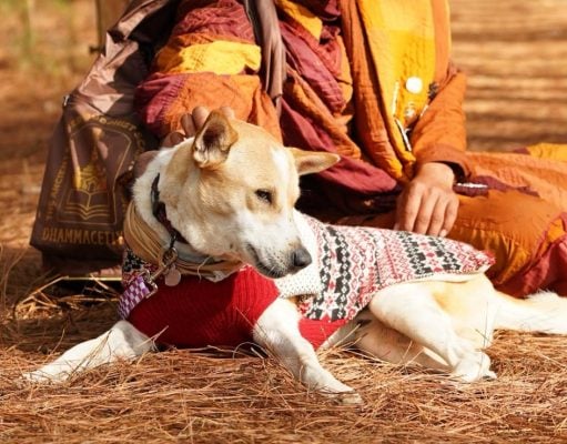 Meet Aloka the Peace Dog! Aloka the Peace Dog