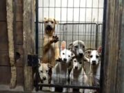 78 Dogs Seized From A Muskegon Residence In Michigan 78-dogs-seized in Muskegon, Michigan featured image
