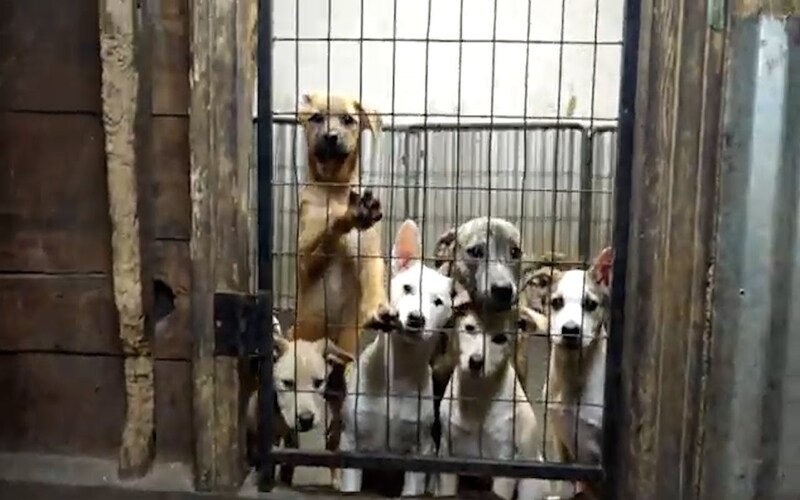 78 Dogs Seized From A Muskegon Residence In Michigan