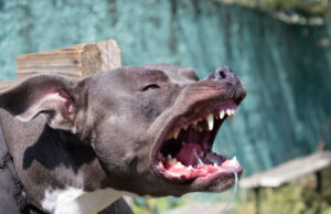 Man Loses Arm After Neighbor’s Dogs Attack in His Own Yard A vicious Staffordshire bull terrier | Source: Shutterstock