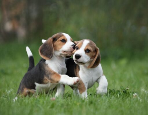 Beagle Price: How Much Does The Breed Cost? Beagle Price Featured Image