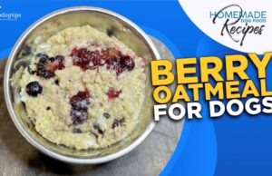 Recipe: Berry Oatmeal for Dogs Berry Oatmeal for Dogs