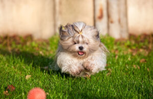15 Best Dog Toys for Shih Tzu in 2025 Shih Tzu chasing after a ball - Best Dog Toys for Shih Tzu