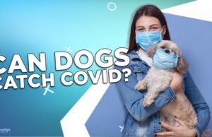 Can Dogs Catch Covid? Can Dogs Catch Covid
