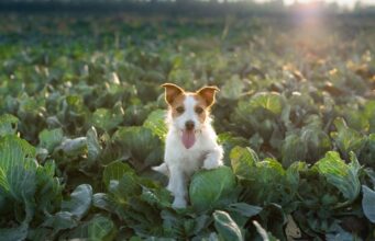 Can Dogs Eat Cabbage? Benefits and Risks of Cabbage Can Dogs Eat Cabbage Featured Image
