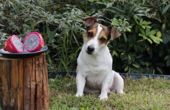 Can Dogs Eat Dragon Fruit? 6 Possible Benefits For Dogs Can Dogs Eat Dragon Fruit Featured Image