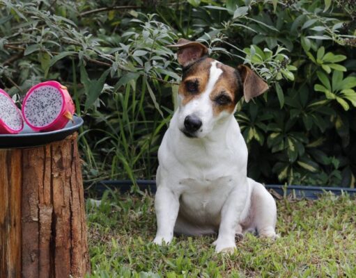 Can Dogs Eat Dragon Fruit? 6 Possible Benefits For Dogs Can Dogs Eat Dragon Fruit Featured Image