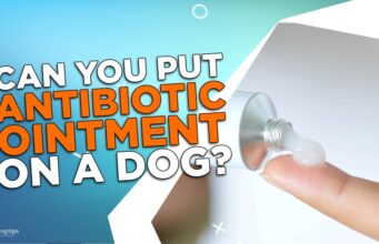 Can You Put Antibiotic Ointment On A Dog? Can You Put Antibiotic Ointment on a Dog?