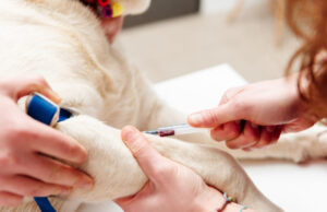 Can Dogs Be Blood Donors? Can dogs be blood donors - vet extracting blood from dog's cephalic vein