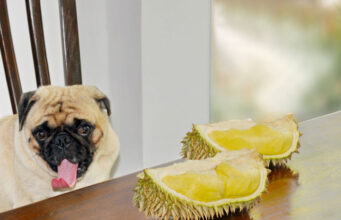 Can Dogs Eat Durian: 3 Reasons Why They Shouldn’t Can dogs eat durian
