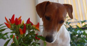 Can Dogs Eat Spicy Food? Things to Expect and 5 Simple Tips to Deal With It can dogs eat spicy food - dog smelling chili pepper in a pot