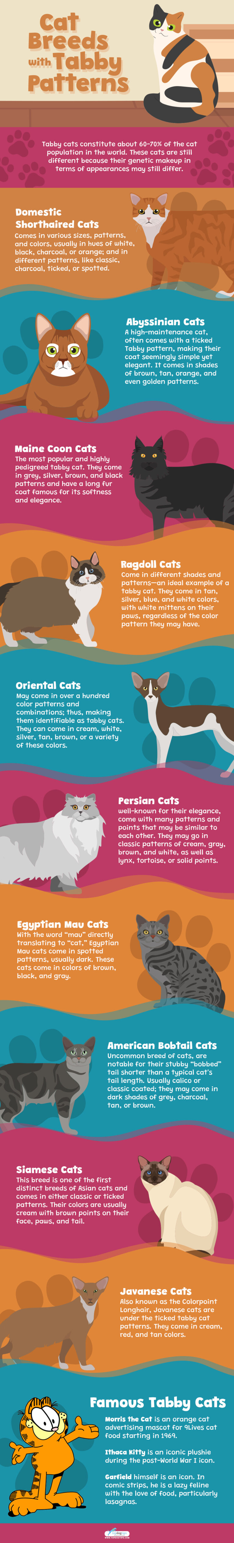 Tabby Cats: All You Need To Know About These Patterned Cats