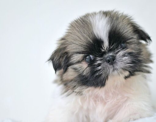 Chinese Imperial Dog Breed Profile Chinese Imperial Dog Breed Profile Featured Image
