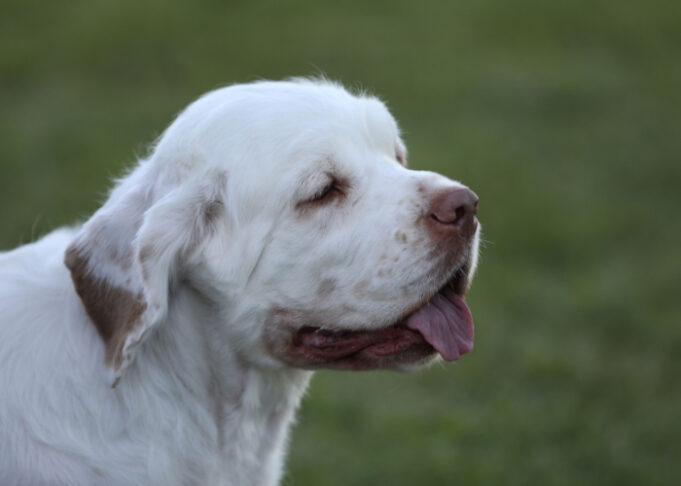 Clumber Spaniel Dog Breed Profile – Top Dog Tips