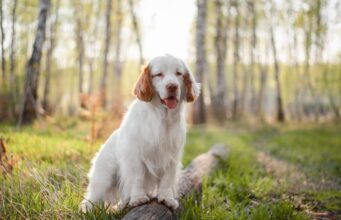 Clumber Spaniel Dog Breed Profile Clumber Spaniel Dog Breed Profile Featured Image