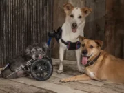 Two-Legged Therapy Dogs Inspire Amputee Patients in Rehab Cyrus, Lucky, and Deuce | Image courtesy: Domenick Scudera via Daily Paws